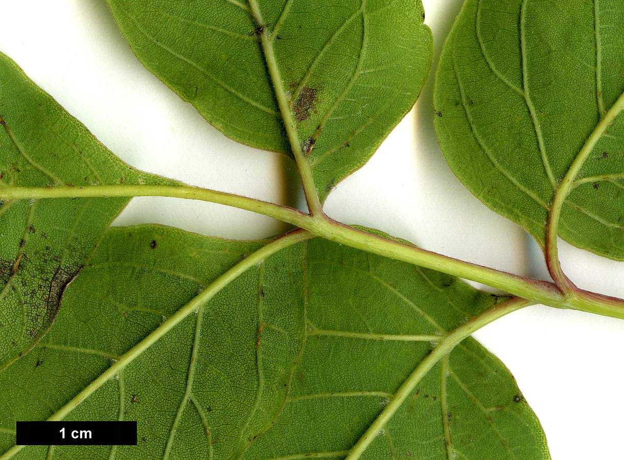 High resolution image: Family: Sapindaceae - Genus: Acer - Taxon: negundo - SpeciesSub: subsp. interius